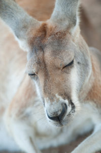 Eastern grey kangaroo (Macropus giganteus) sleeping, Lone Pine Koala Sanctuary, Brisbane, Queensland, Australia Eastern grey kangaroo (Macropus giganteus) sleeping, Lone Pine Koala Sanctuary, Brisbane, Queensland, Australia